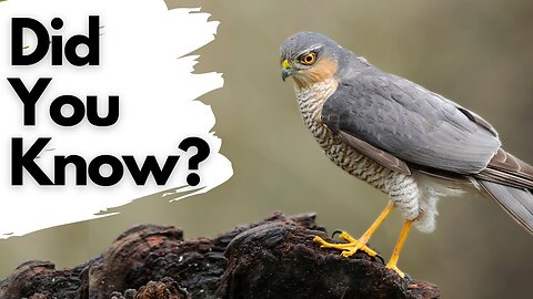 Things you need to know about SPARROWHAWKS!