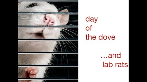 day of the dove...and lab rats