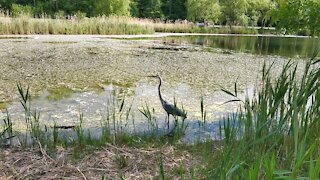 Beautiful 😍 heron