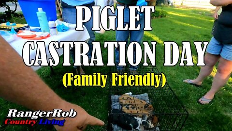 Castration Day for Our Idaho Pasture Piglets