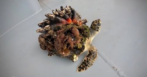 Removing Barnacles From Poor Sea Turtle Rescue