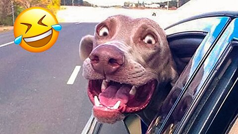 😱 It's To LAUGH When Watching This Video Of The FUNNIEST ANIMALS On Earth 😱 - Funniest part:- 61