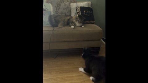 Puppy gets bopped on the head by the cat!