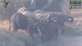 Elephants In the Mist