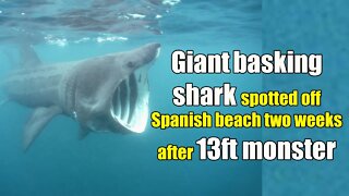 Giant 26ft basking shark spotted off Spanish beach two weeks after 13ft monster