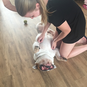 Extremely relaxed Bulldog hilariously enjoys massage
