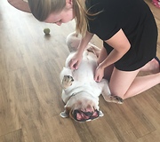 Extremely relaxed Bulldog hilariously enjoys massage