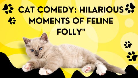 Cat comedy: hilarious moment of feline follly"