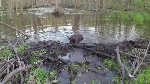 Canadian beaver quickly seals leak in dam