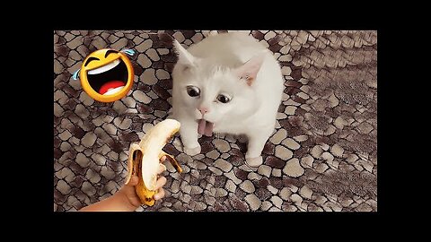 best funniest animal videos 2023 😂 funny cats and dogs 😹🐶