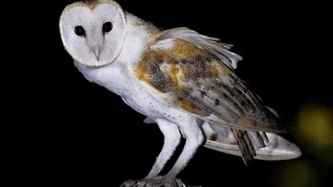 Flat Earth Clues interview 427 Flat Earth Night Owl ✅