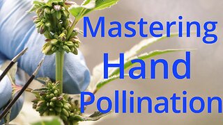 Spider Farmer SF2000 Breeding Tent E:23-39 - Mastering Hand Pollination