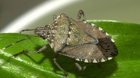 How to Prevent and Get Rid of Stink Bugs