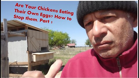 Are Your Chickens Eating Their Own Eggs? How to Stop them. Part 1