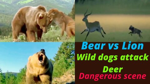 Bear vs Bear || lion vs bear || wild dogs vs Dear || 2022||