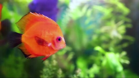 Symphysodon discus in an aquarium