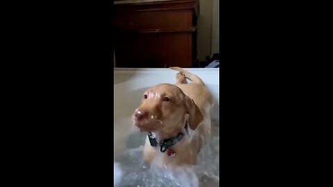 dog regrets decision after getting into the bath tub/ trending animals part 7.