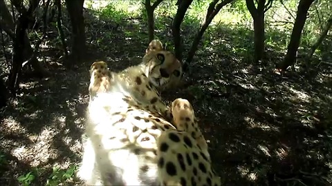 Rescued cheetah won't stop purring