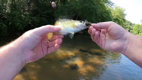 Upper Rapidan River Smallmouth Fishing