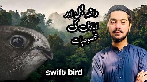 Ababeel wakia in urdu | swift bird