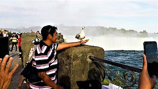 Friendly seagull steals the show at Niagara Falls