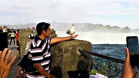 Friendly seagull steals the show at Niagara Falls