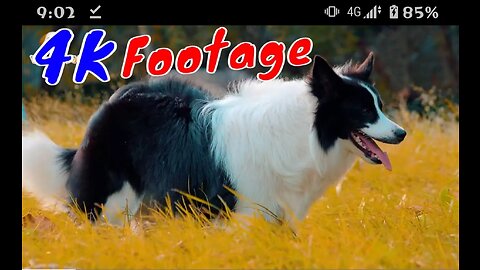 Dogs and puppies beautiful animal footage