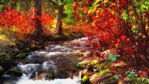 Stream sounds. Forest autumn stream. Relax