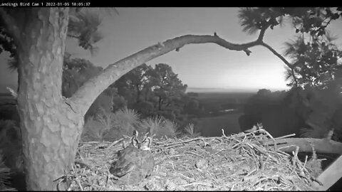 Female Great Horned Owl Checks Out Nest 🦉 1/5/22 18:01
