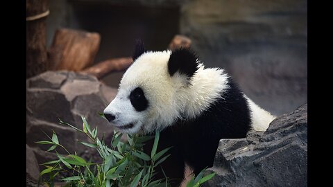 Animals-Funny Moment panda part 2