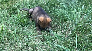 GSD puppy mad tearing up grass