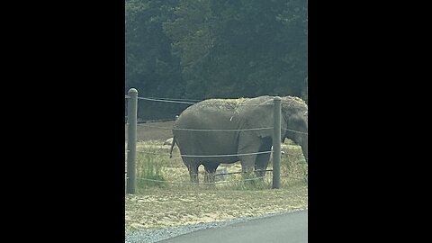 Elephants cooling off!