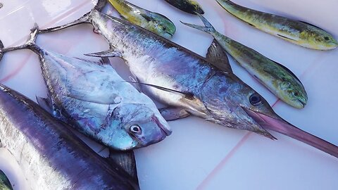 We catch 3 swordfish! Cooked Korean Style