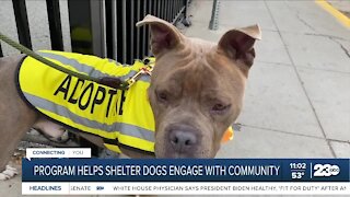 Local program helps shelter dogs engage with the community