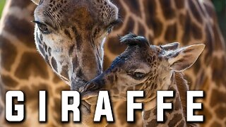 THE GENTLE GIANTS: GIRAFFES | THE TALLEST ANIMALS IN THE WORLD | CAMELOPARDALIS | GIRAFFE-FIGHTING