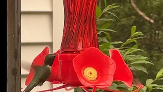 The WONDERFUL Hummingbird. #hummingbird #birds #acousticguitar #diy #outdoors #Spring #beautiful