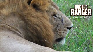 Lion Family In Kenya | Maasai Mara Lions | Zebra Plains