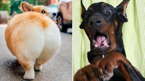 Funniest animals video compilation 😂😂😂 | try nor to laugh.