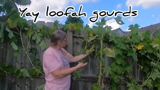 The Difference￼ between female and male flowers of the loofah plant￼#hedgehogshomestead