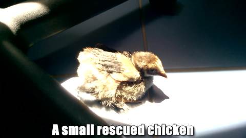 Rescued chicken now lives the good life as pet