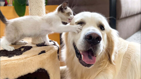 The funniest dog ant cats videos on the whole internet!