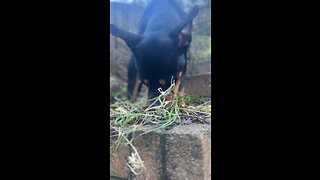 Rottweiler enjoys eating leaves 🐶😂