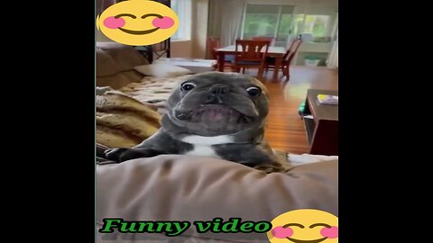 Funny animal video