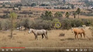 Some Interesting Horse Behavior When New Mare Is Released With Gelding Head - Good Dynamics