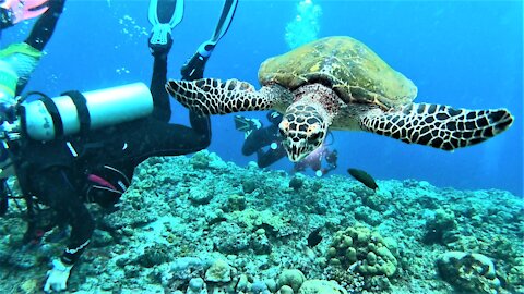 Nosy sea turtle demands to see what scuba divers are looking at in the coral