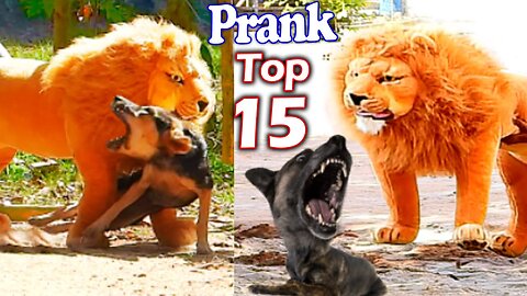 Troll Prank Dog Funny & fake Lion Prank To dog & Huge Box Prank to dog