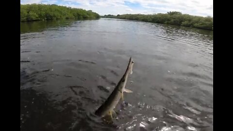 Fall Recon, an Alligator Gar in Saltwater and 30 minutes of multi species catching