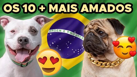 as 10 raças de cães mais amadas do Brasil