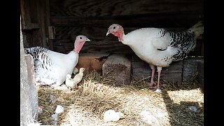 Royal Palm Turkey hens, naturally hatching their eggs
