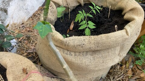 Coffee sacks for gardening